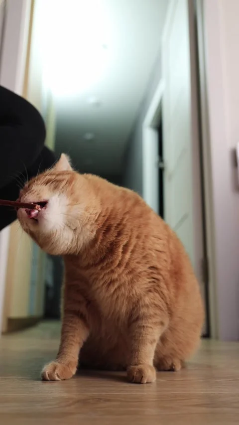 Cute orange cat eagerly chews on a treat stick held by a person Stock Footage 338433707