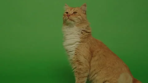 Cute orange cat Stock Footage 146012493