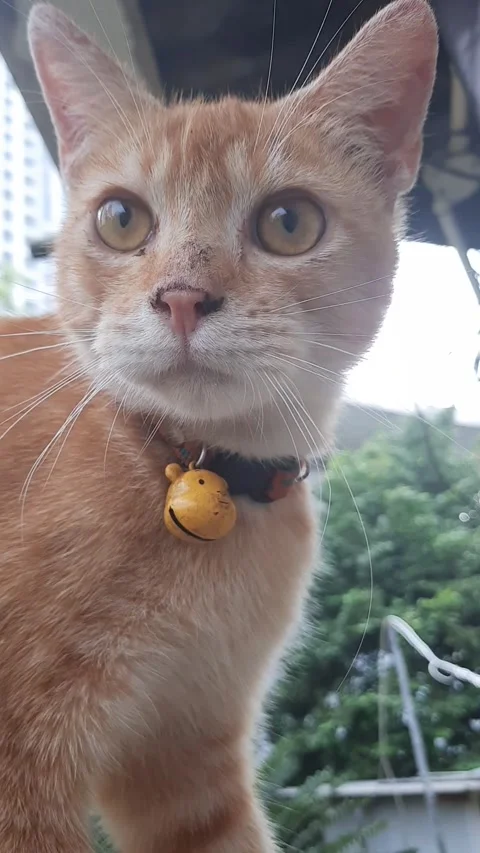 Cute orange cat Stock Footage 214140135