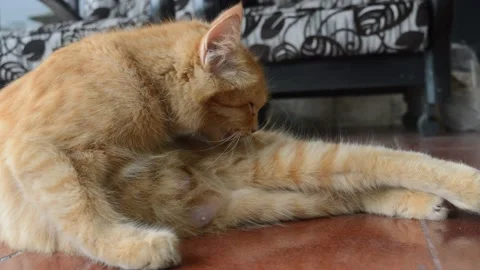 Cute orange cat Stock Footage 224258028