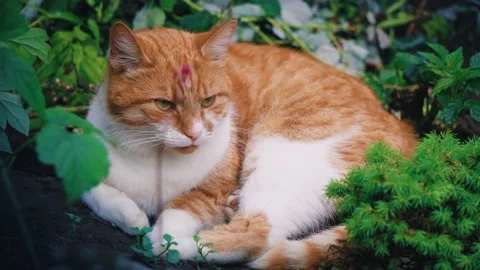 Cute orange cat Video stock 225167373