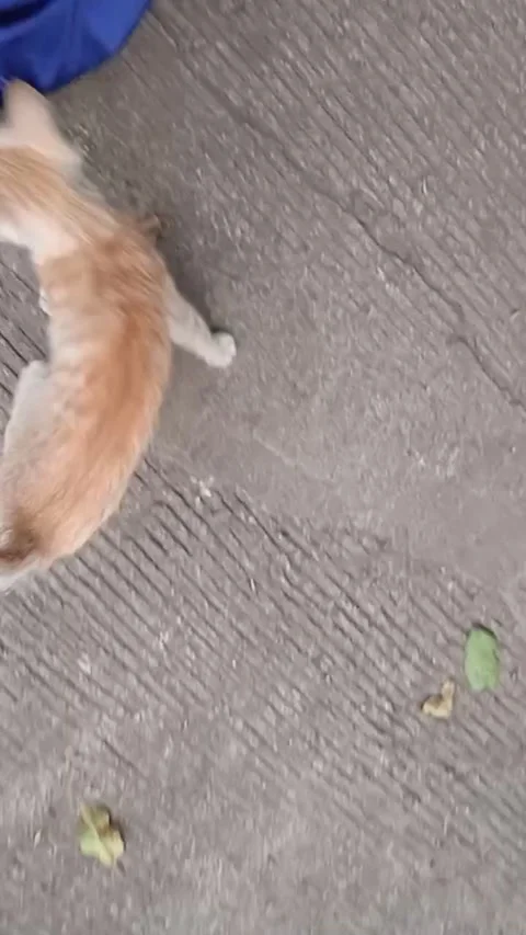 Cute Orange Cat 库存影片 242563988