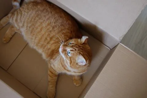 Cute orange cat laying down in delivery box Foto stock