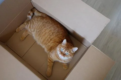 Cute orange cat laying down in delivery box and looking at camera Stock-Fotos