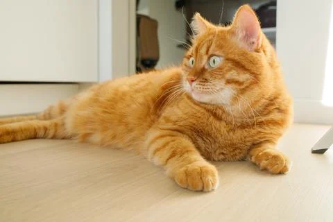 Cute orange cat laying down on the wooden floor at home close up Stock Photos