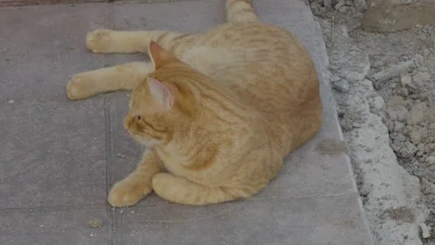 Cute Orange Cat Laying On The Floor Observing The Surroundings Stock Footage 332594544