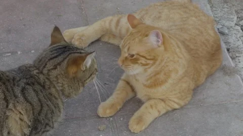 Cute Orange Cat Laying On The Floor And Playing With A Grey Tabby Cat 스톡 동영상 332595034