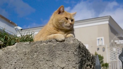 Cute orange cat lying on a cement wall, with a nice blue sky in background Stock Footage 105725003