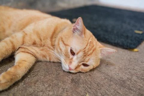 Cute orange cat lying down on the floor Stock Photos