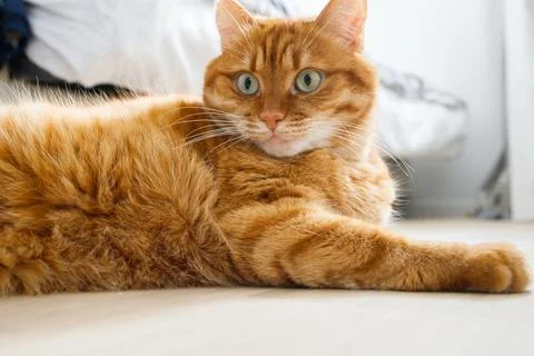 Cute orange cat lying on the floor close up portrait Stock Photos