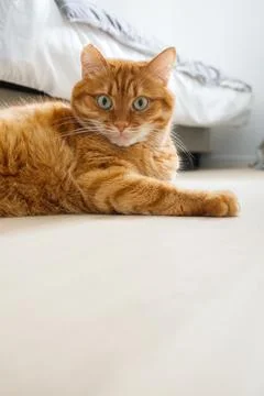 Cute orange cat lying on the floor and looking at camera close up portrait Stock Photos