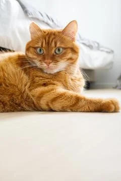 Cute orange cat lying on the floor close up portrait Stock Photos