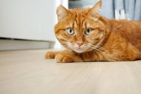 Cute orange cat lying on the floor and looking at camera close up portrait .. Stock Photos