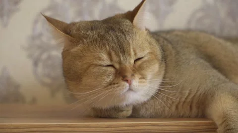 Cute orange cat is lying on a shelf his ear is moving and eyes are closing Stock Footage 277420896