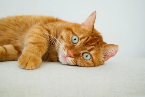 Cute orange cat lying on the sofa close up Foto stock