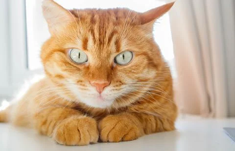 Cute orange cat lying on the table at home on a sunny day and looking at ca.. 스톡 사진