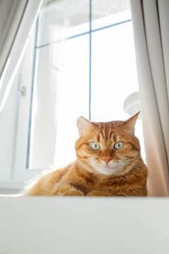 Cute orange cat lying on the table near the window at home on a sunny day a.. Stock Photos