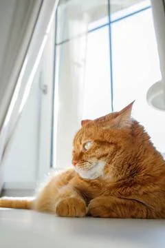 Cute orange cat lying on the table near the window at home on a sunny day p.. Stock-Fotos