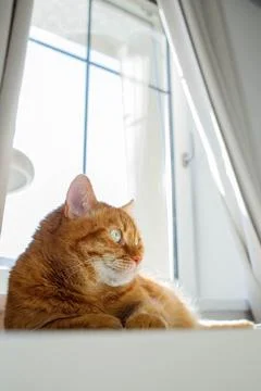 Cute orange cat lying on the table near the window at home on a sunny day p.. Stock Photos