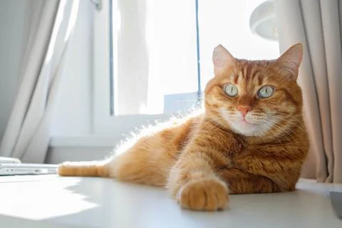 Cute orange cat lying on the table near the window at home on a sunny day p.. Stock Photos