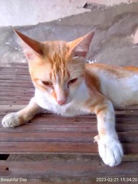 Cute orange cat Fotos de archivo