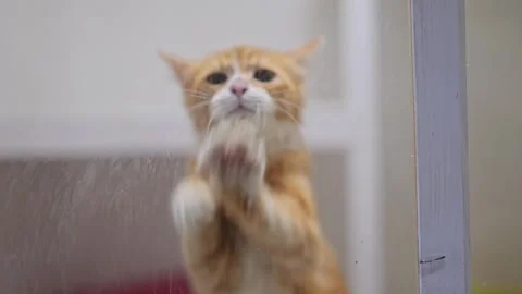 Cute orange cat presses paws against glass, eagerly reaching out for love in Stock Footage 305198129
