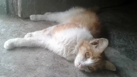 Cute orange cat is sitting relaxed on the floor Stock Footage 226899865