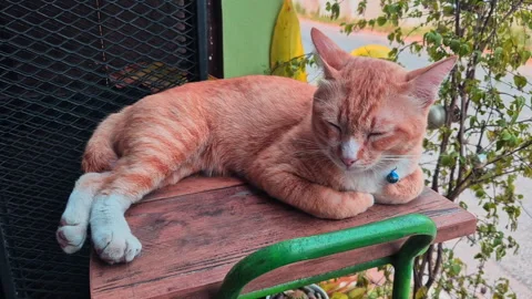 A cute orange cat is sleeping on the bedside table. Stock Footage 333436507