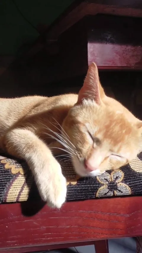 Cute Orange Cat Sleeping Peacefully on a Chair Stock Footage 308491409