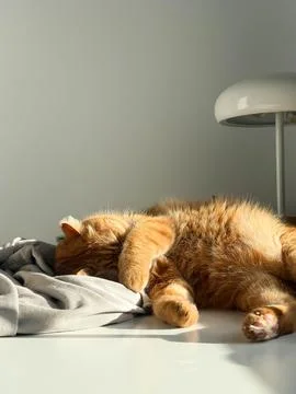 Cute orange cat sleeping on the table at home on a sunny day portrait close.. 스톡 사진