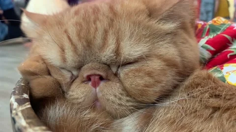 Cute orange cat stick tongue out while sleeping in a bowl. Stock Footage