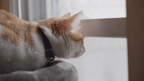 Cute orange colour cat next to the window and looking outside Stock Footage 122114828