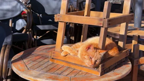 Cute orange ginger cat curled up sleeping on wooden cafe table Vídeo Stock 335630981