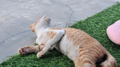 Cute Orange Ginger Kitten Grooming and Licking Its Fur on Green Artificial Grass Stock Footage 346098690
