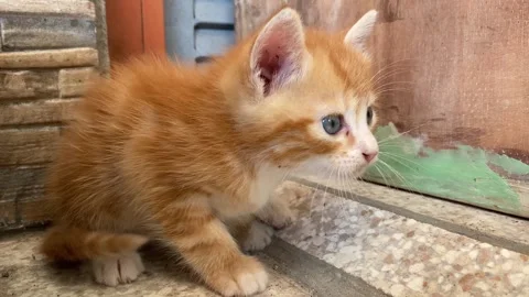 Cute Orange Kitten Exploring Outdoor Area Vídeo Stock 334614445