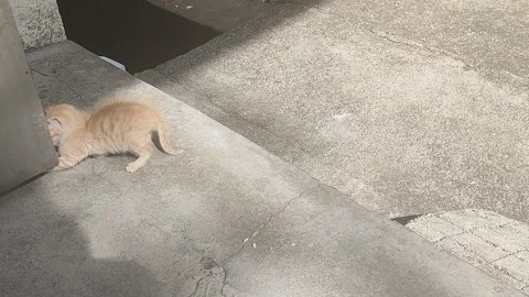 Cute Orange Kitten Exploring Sidewalk in Sunlight Stock Footage 322553888