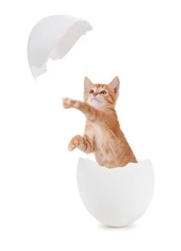 Cute orange kitten hatching from an egg. Stock Illustration