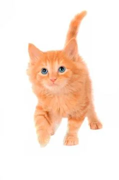 Cute orange kitten Stock Photos