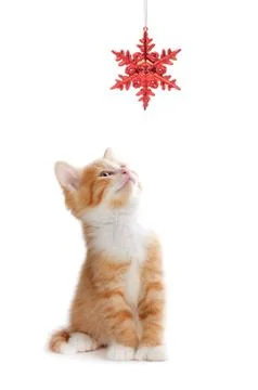 Cute orange kitten playing with a christmas ornament on white Stock Photos