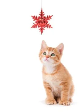 Cute orange kitten playing with a christmas ornament on white Stock Photos