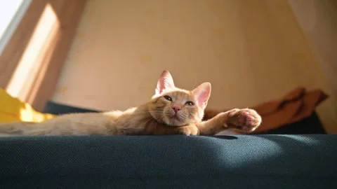 A cute orange kitten stretches while lying on a soft surface in a room with Видео 344674557