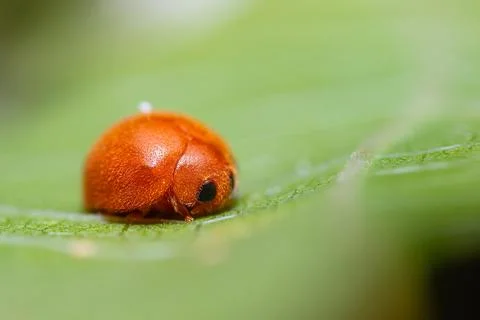 Cute orange ladybugs Photos