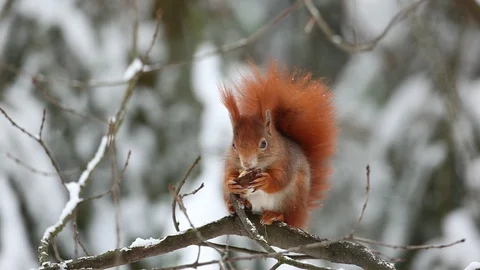 Cute orange red squirrel eating a nut in winter scene with snow. Stock Footage 88028418