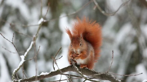 Cute orange red squirrel eating a nut in winter scene with snow. Stock Footage 88028429