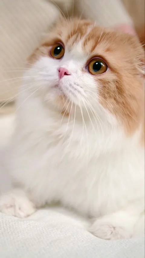 Cute Orange Scottish Fold Cat Licking Lips and Being Petted Close Up 動画素材 337244595