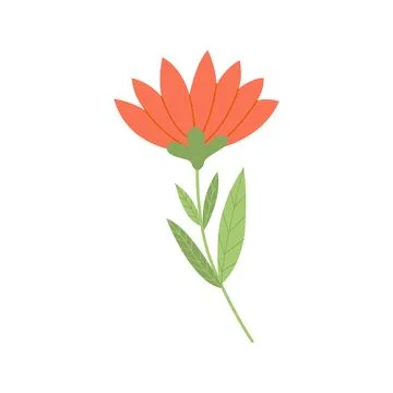 Cute orange spring wildflower on white background 스톡 일러스트