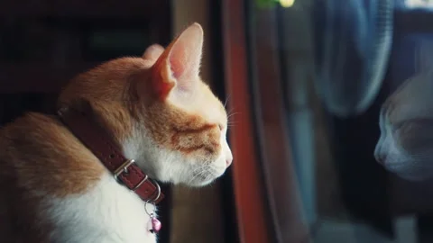 Cute Orange Tabby Cat Looking Out Window with Reflection in Glass Stock Footage 345139307