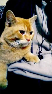 Cute Orange Tabby Cat Stock Photos