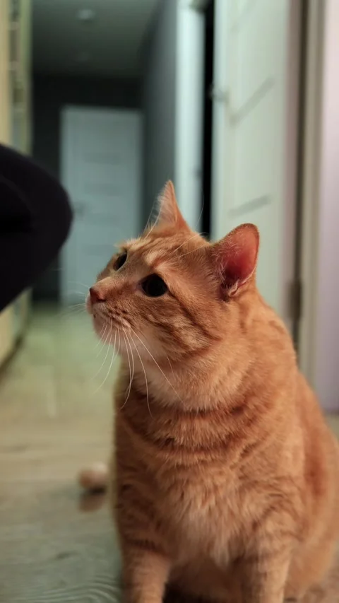 Cute orange tabby cat sitting indoors, looking curious and playful Stock Footage 338433750