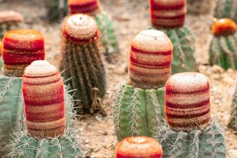 Cute ornamental cacti growing inside greenhouse with soft bokeh background Stock Photos